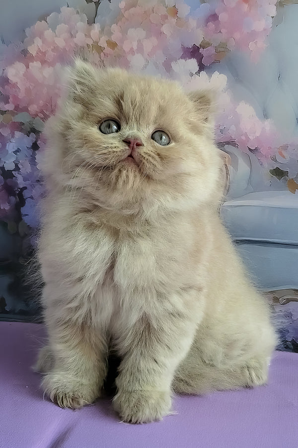 Wilda | British Longhair Kitten
