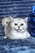 Willa | Scottish Straight Kitten