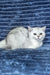 Willa | Scottish Straight Kitten