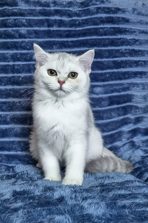 Willa | Scottish Straight Kitten