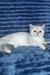 Willa | Scottish Straight Kitten