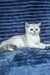 Willa | Scottish Straight Kitten