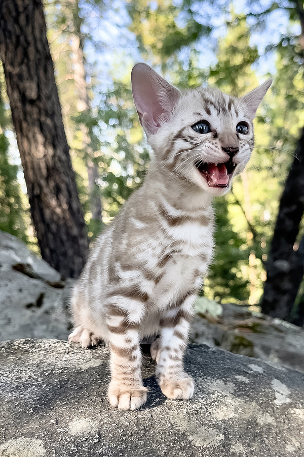 Willow | Bengal Kitten