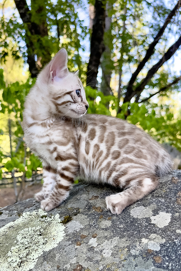 Willow | Bengal Kitten