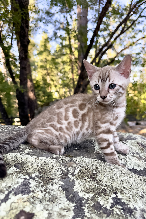 Willow | Bengal Kitten