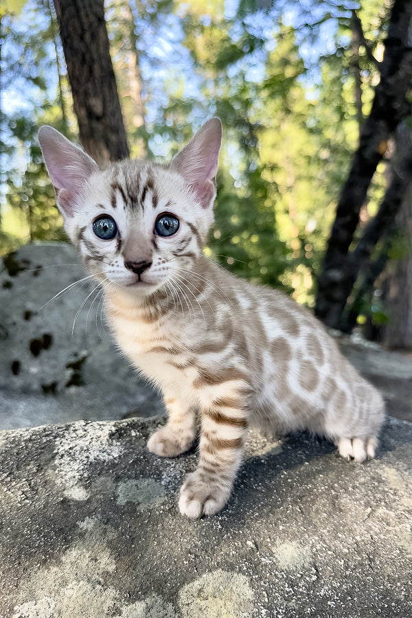 Willow | Bengal Kitten
