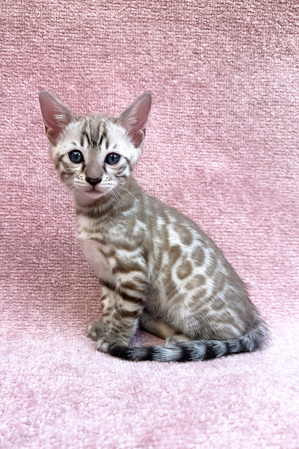 Willow | Bengal Kitten