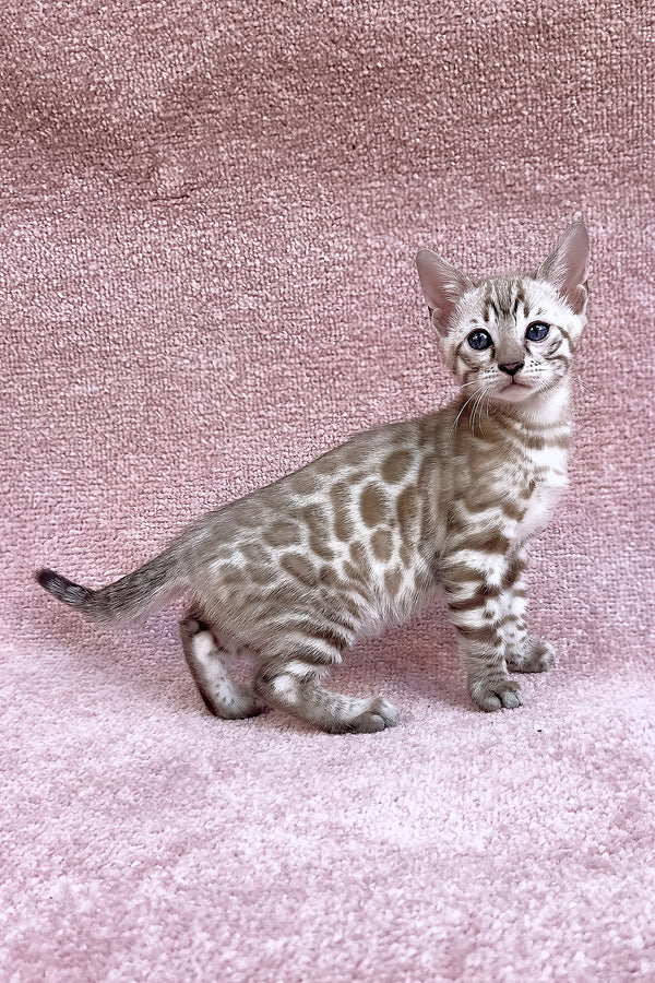 Willow | Bengal Kitten