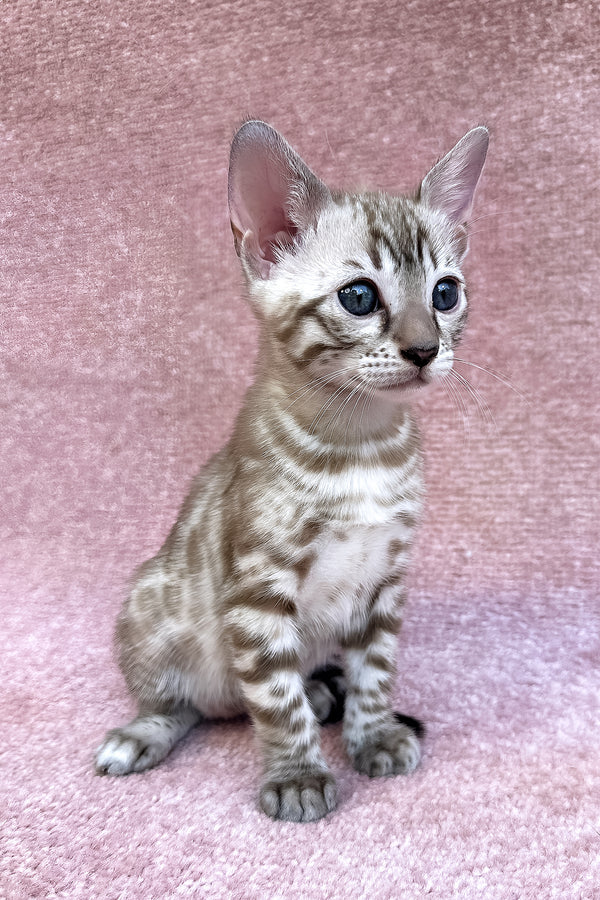 Willow | Bengal Kitten