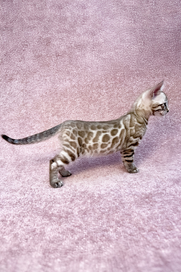Willow | Bengal Kitten