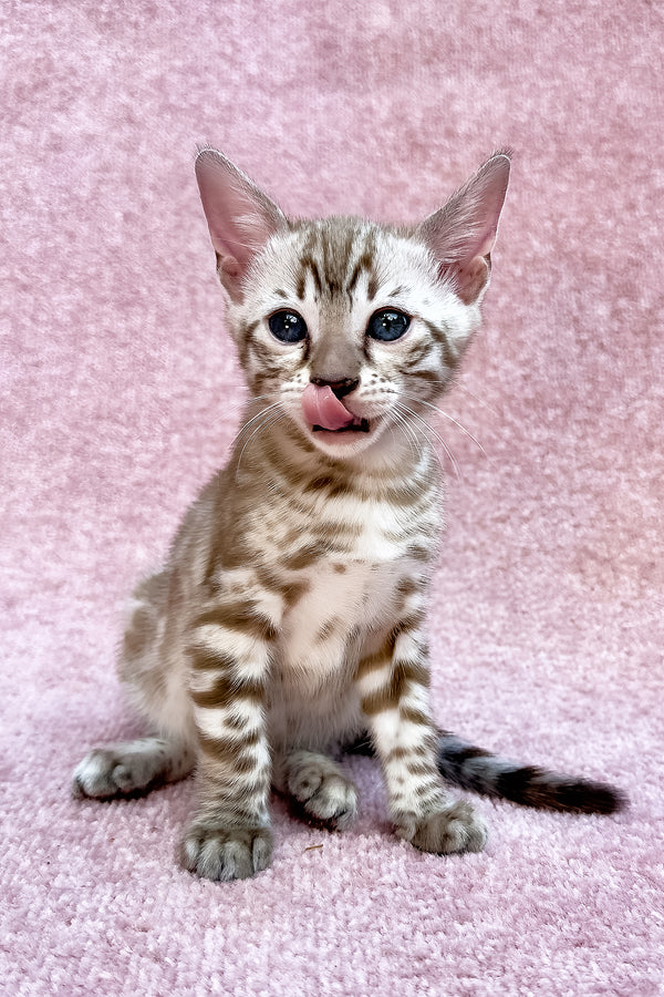Willow | Bengal Kitten