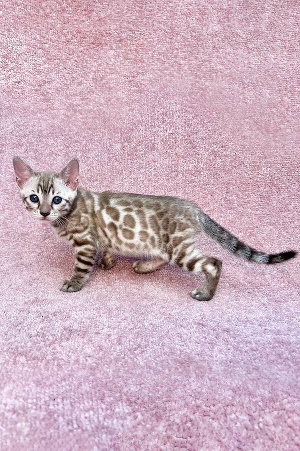 Willow | Bengal Kitten
