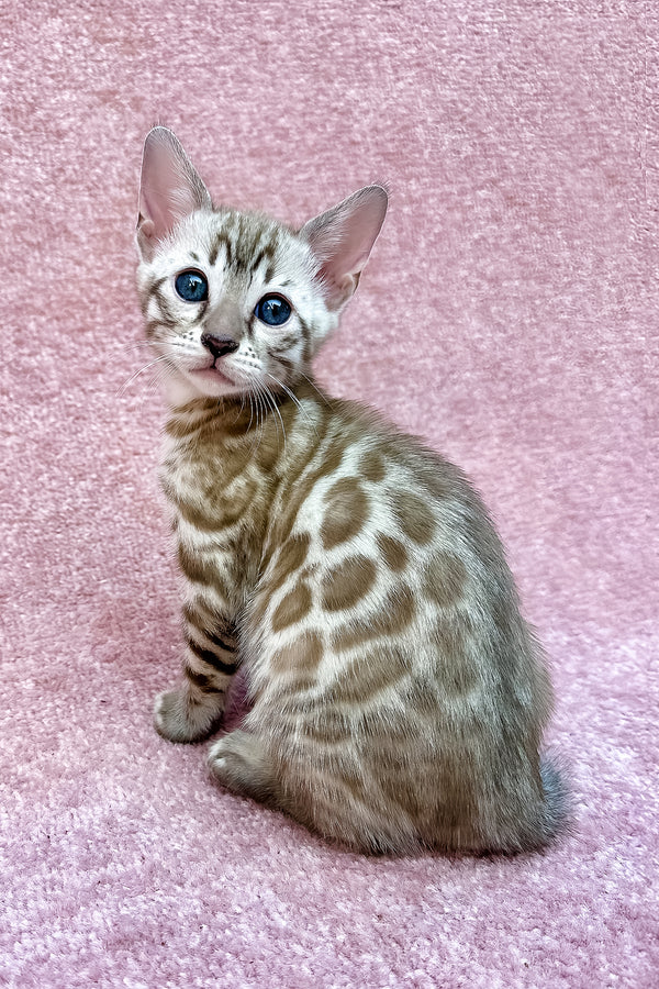 Willow | Bengal Kitten