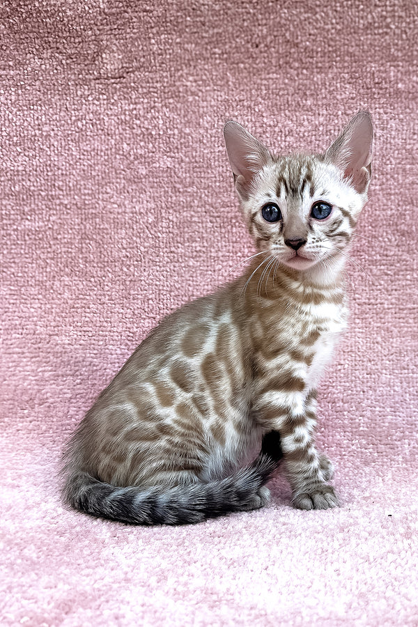 Willow | Bengal Kitten