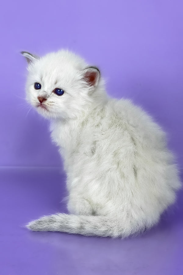 Windsor | Siberian Kitten