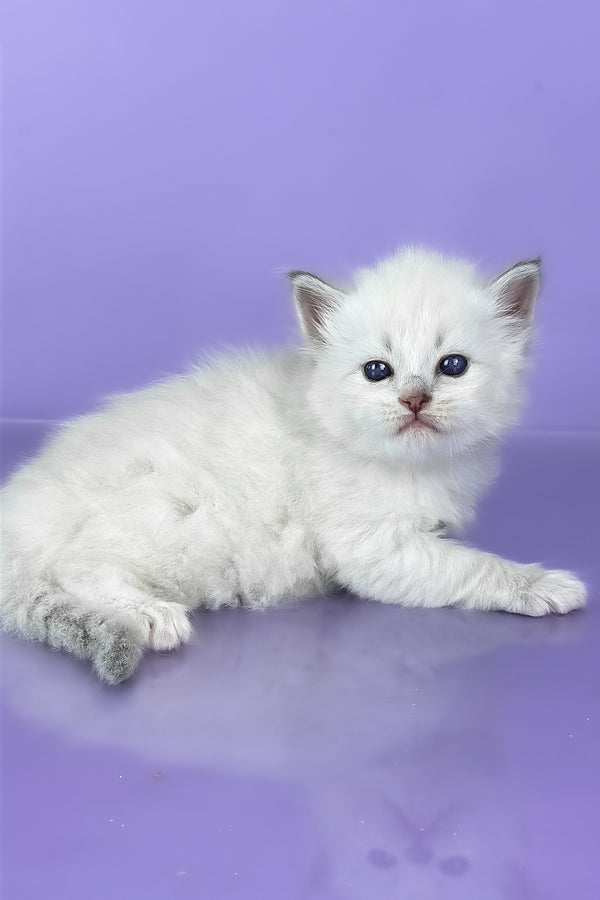 Windsor | Siberian Kitten