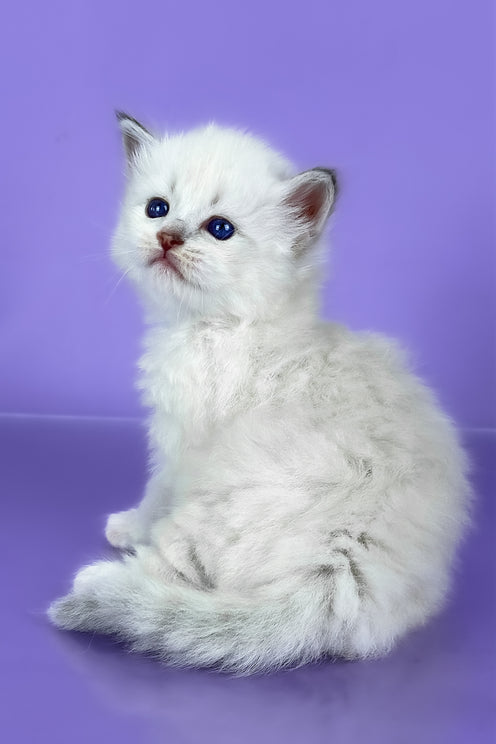 Windsor | Siberian Kitten