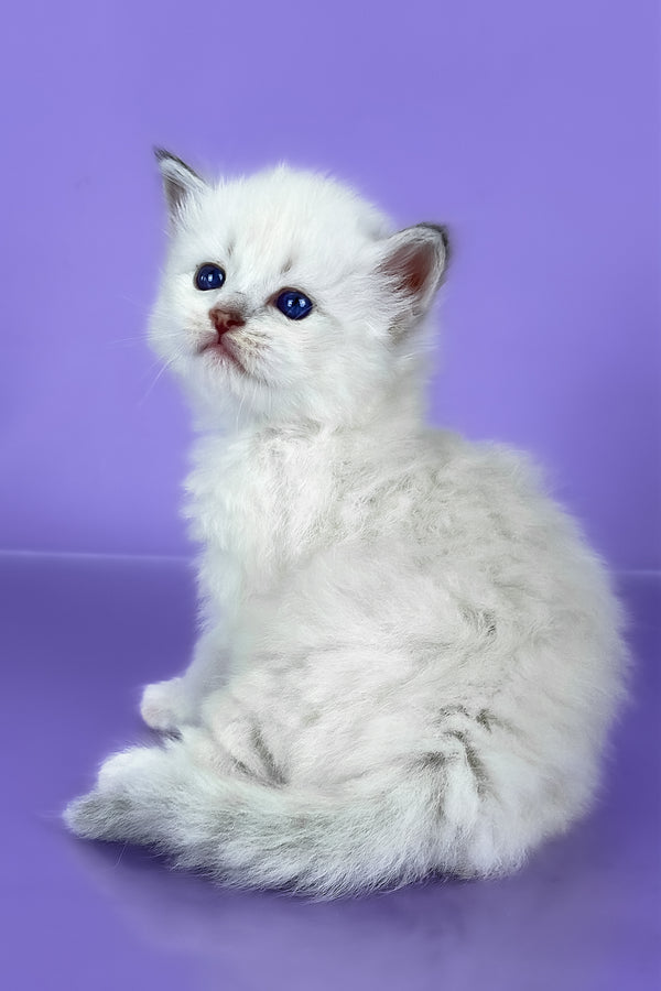 Windsor | Siberian Kitten