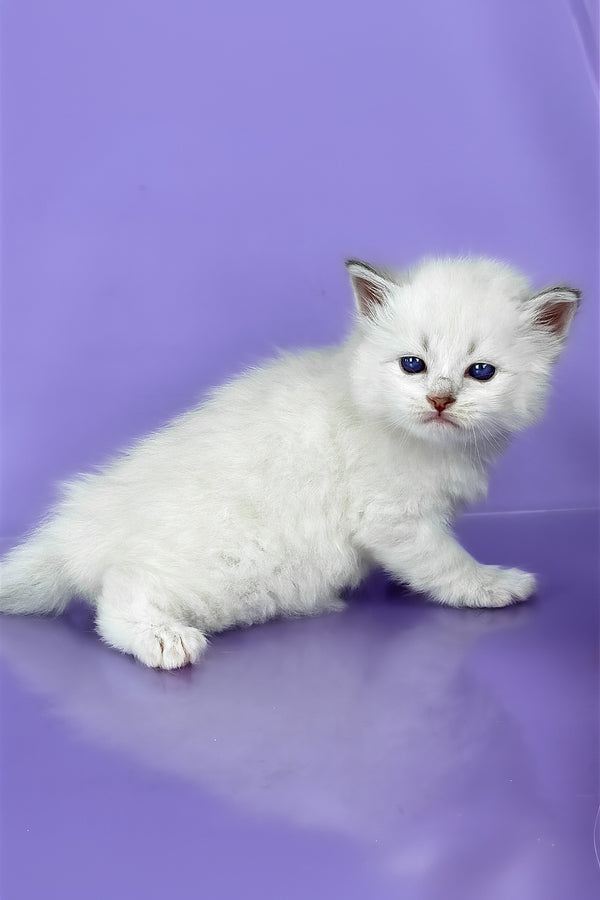 Windsor | Siberian Kitten