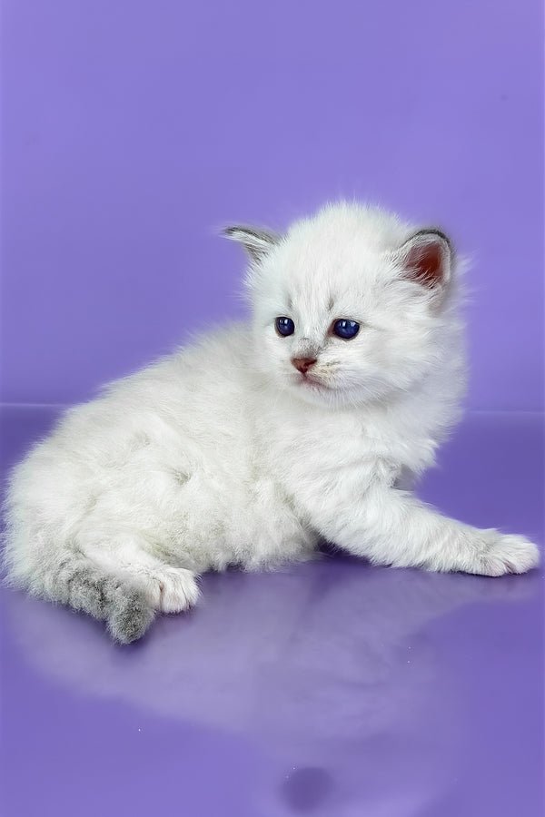 Windsor | Siberian Kitten