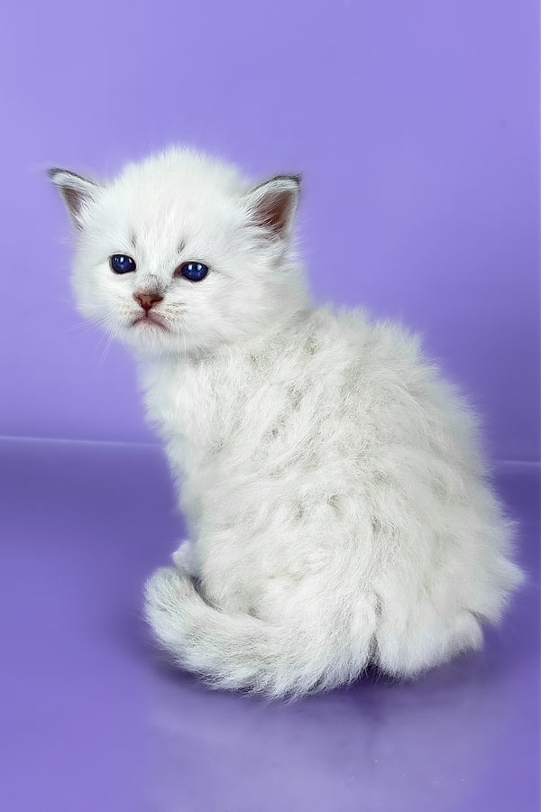 Windsor | Siberian Kitten