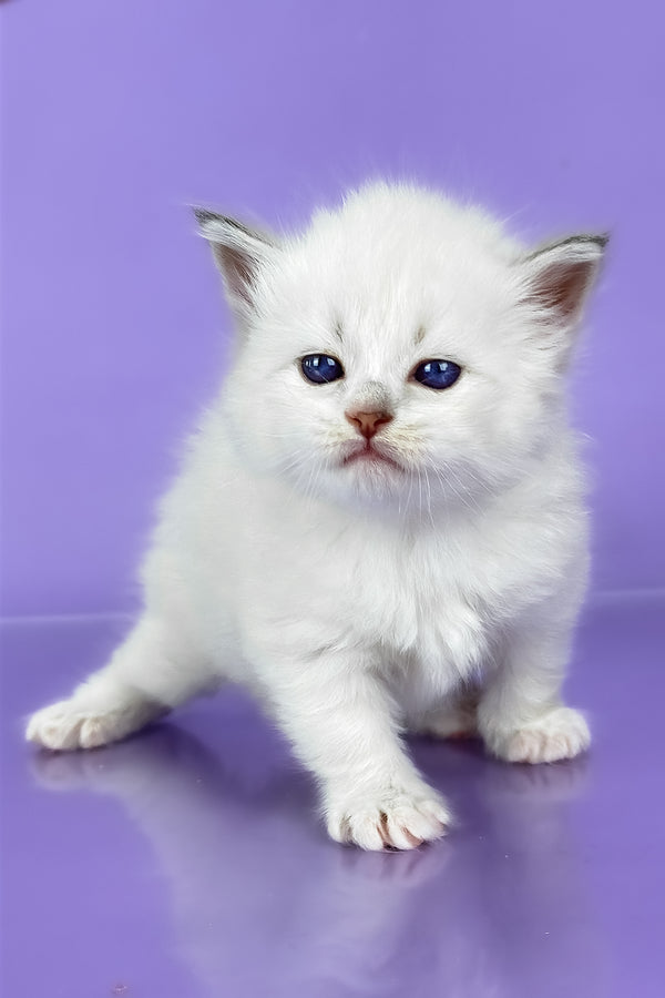 Windsor | Siberian Kitten
