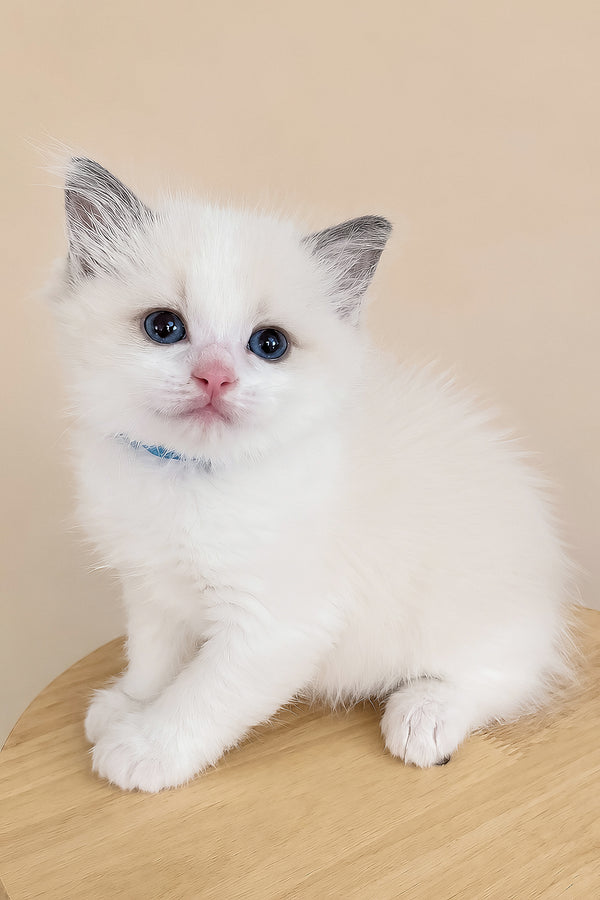 Winston | Ragdoll Kitten