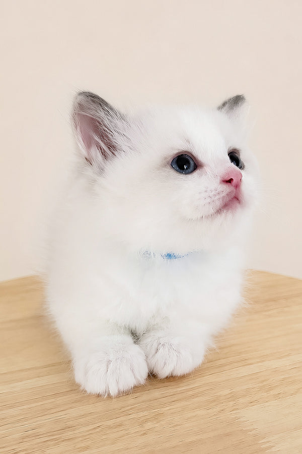 Winston | Ragdoll Kitten