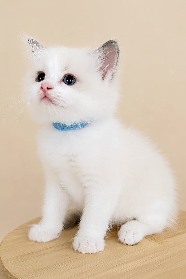 Winston | Ragdoll Kitten