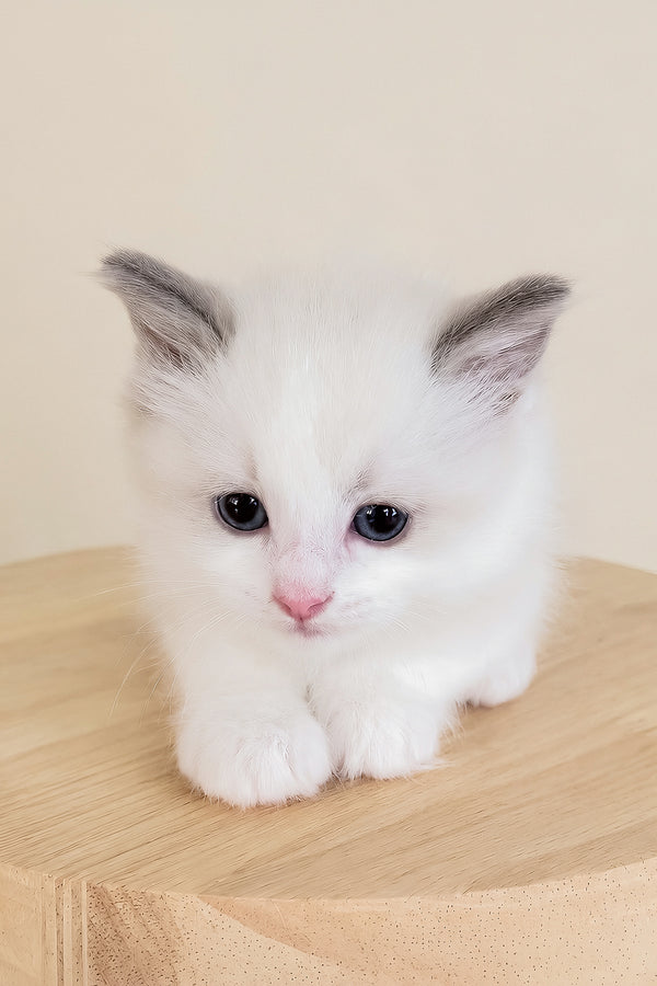 Winston | Ragdoll Kitten