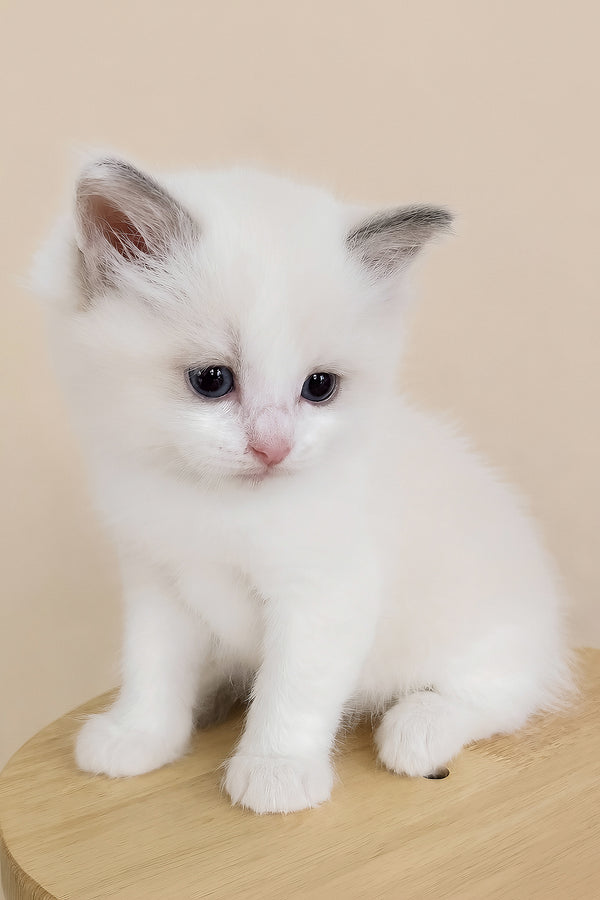 Winston | Ragdoll Kitten