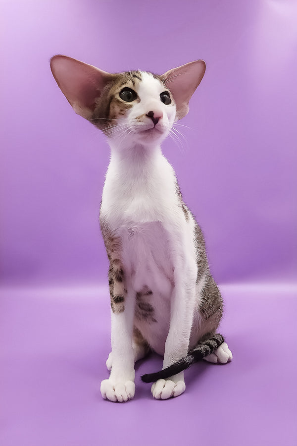 Winston | Oriental Shorthair Kitten