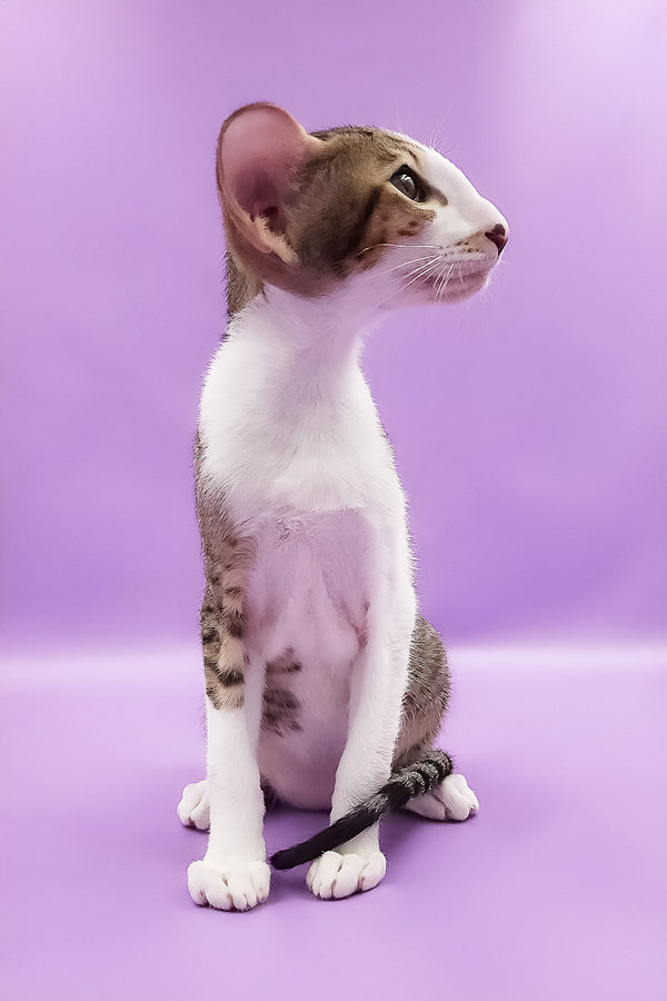 Winston | Oriental Shorthair Kitten