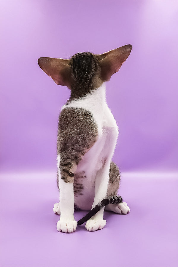 Winston | Oriental Shorthair Kitten