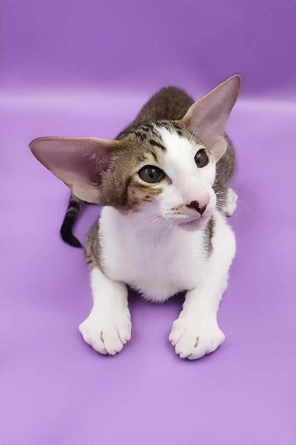 Winston | Oriental Shorthair Kitten
