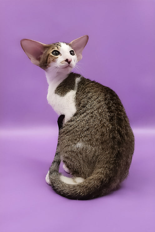Winston | Oriental Shorthair Kitten