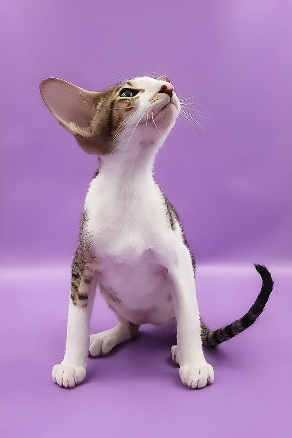 Winston | Oriental Shorthair Kitten