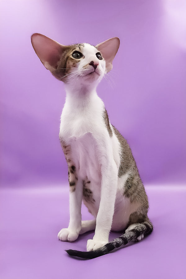 Winston | Oriental Shorthair Kitten