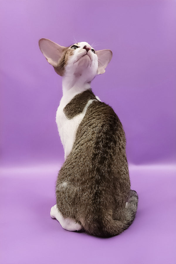 Winston | Oriental Shorthair Kitten