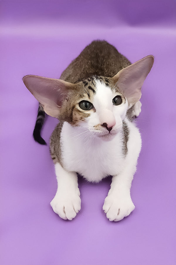 Winston | Oriental Shorthair Kitten
