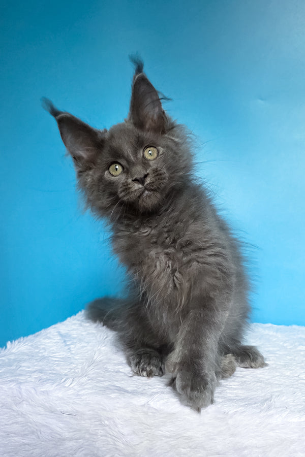 Wioletta | Polydactyl Maine Coon Kitten
