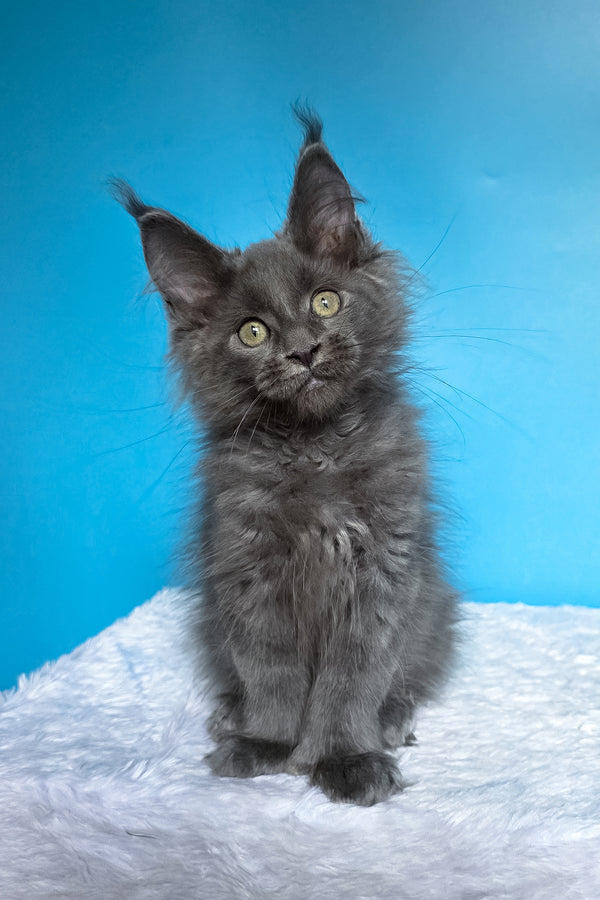Wioletta | Polydactyl Maine Coon Kitten