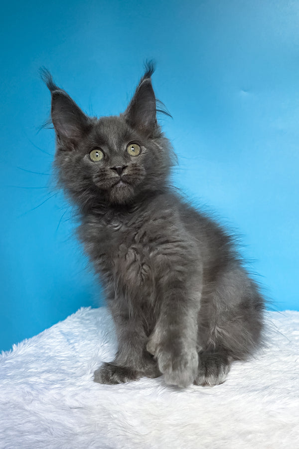 Wioletta | Polydactyl Maine Coon Kitten