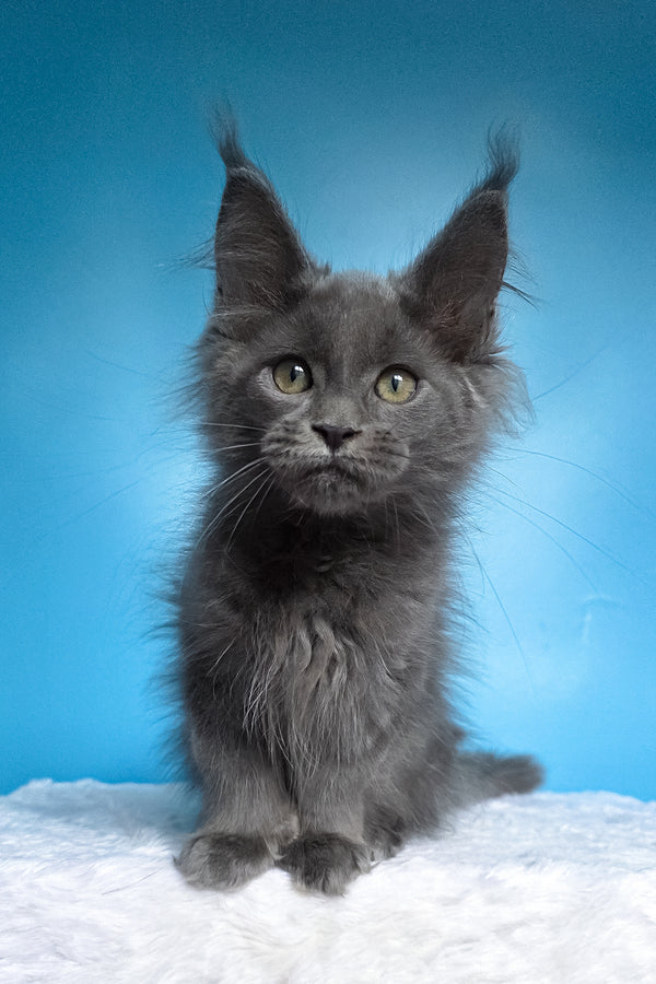 Wioletta | Polydactyl Maine Coon Kitten