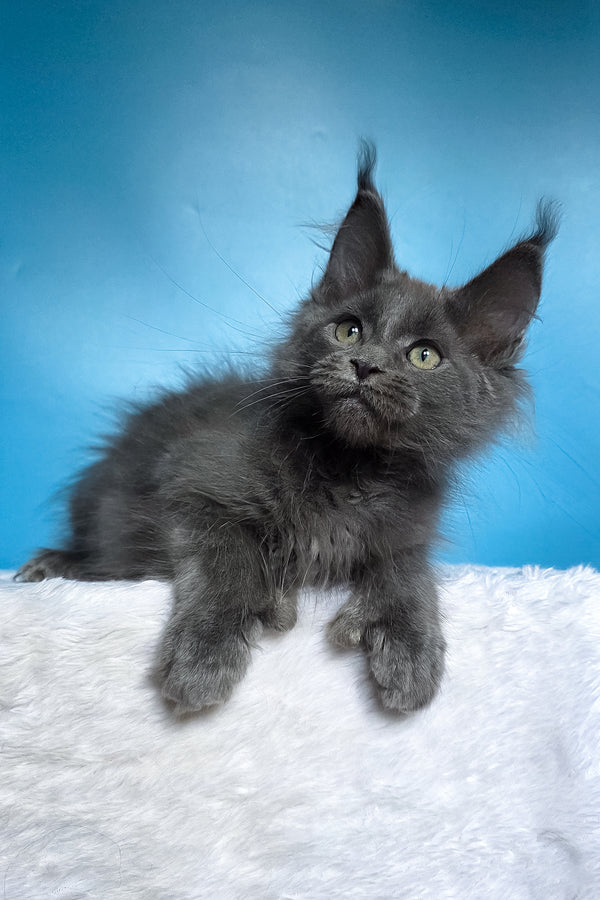 Wioletta | Polydactyl Maine Coon Kitten