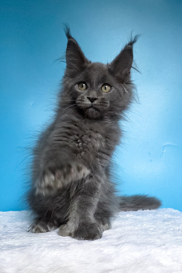 Wioletta | Polydactyl Maine Coon Kitten