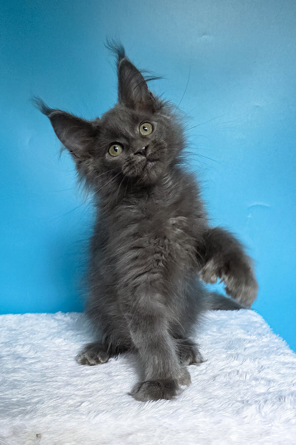 Wioletta | Polydactyl Maine Coon Kitten