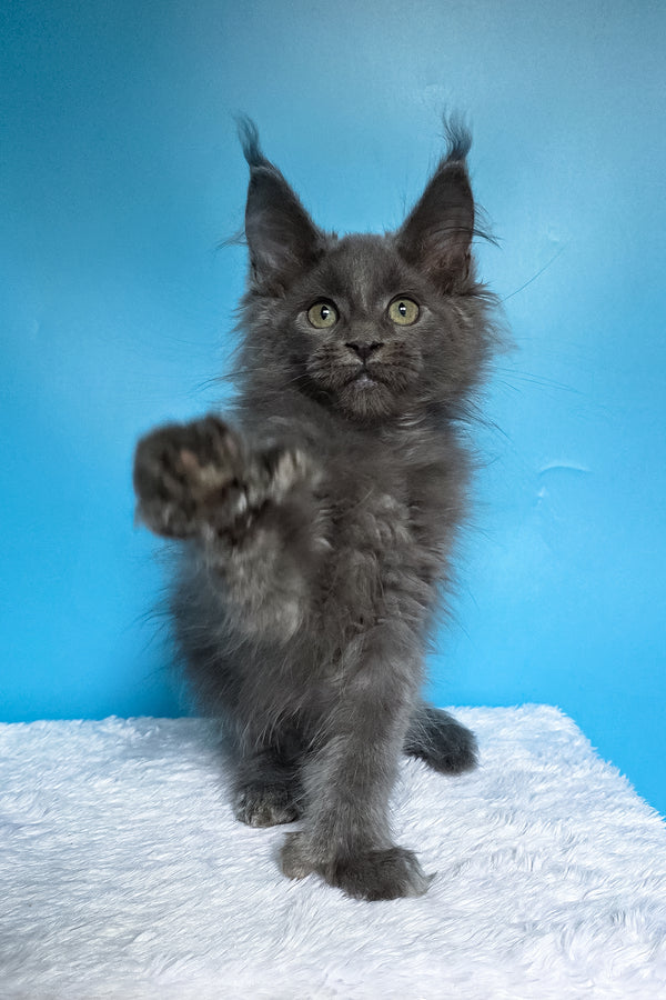 Wioletta | Polydactyl Maine Coon Kitten