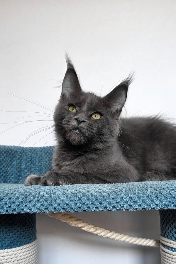 Wioletta | Polydactyl Maine Coon Kitten