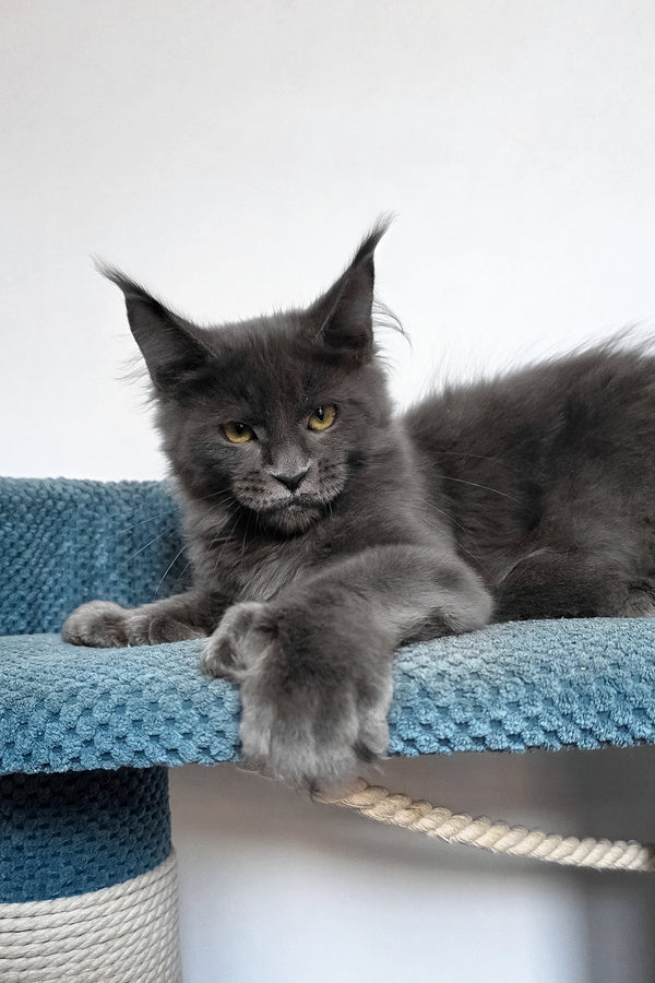 Wioletta | Polydactyl Maine Coon Kitten